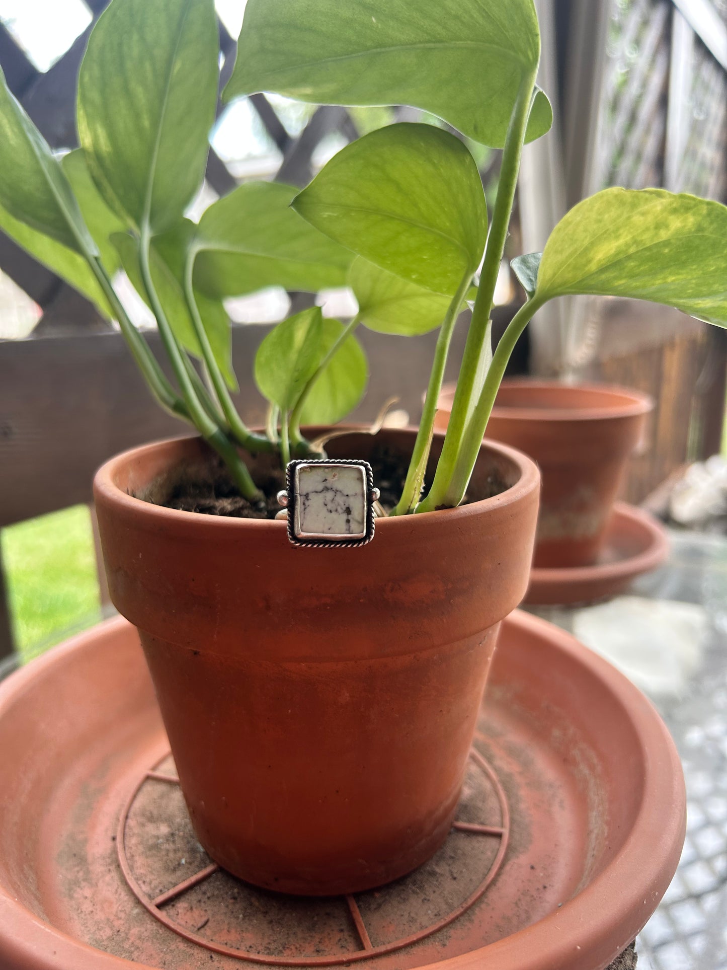 Palomino Square Ring